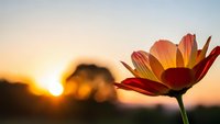 Orange and red flower blooming at golden hour sunset with warm sunlight creating bokeh effect and soft focus background for nature photography.