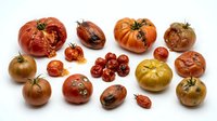 Assorted heirloom tomatoes in various sizes and colors including red, orange, and yellow varieties with stems on white background, suitable for food photography and culinary design projects.