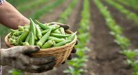 Fresh green beans harvested in wicker basket held by farmer in work gloves with cultivated field rows in background. Agriculture and farming.