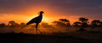 Secretary bird silhouette standing in African savanna grassland at golden sunset with acacia trees on horizon, wildlife photography for nature and travel content.