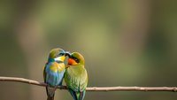 Two colorful bee-eater birds perched on branch showing affection, tropical wildlife pair in natural habitat for nature photography and bird watching content.