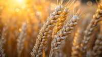 Golden wheat ears in warm sunset light with natural bokeh background, close-up view of ripe cereal crop in agricultural field during harvest season.