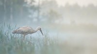 Sandhill crane wading through misty wetland marsh at dawn with soft ethereal lighting and dreamy atmospheric fog creating peaceful wildlife scene.