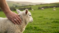 Male farmer's hand gently touching white sheep in green pasture with flock grazing in background. Livestock farming, agriculture, rural life concept.