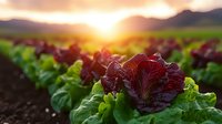 Rows of vibrant red and green lettuce growing in a farm field at golden sunset, with mountains in the soft background.