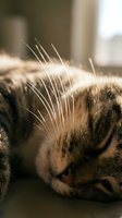 Tabby cat resting indoors with prominent whiskers illuminated by natural sunlight, suitable for pet care, wellness, and lifestyle content.