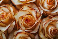 Elegant cream roses with orange-red edges create romantic floral arrangement for wedding invitations, greeting cards and luxury branding projects.