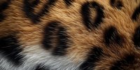 Close up macro shot of leopard fur texture showing natural pattern of black spots and orange brown coloring with white undercoat. Suitable for wildlife and nature designs.