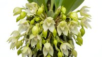 Isolated cluster of pale yellow and white drooping flowers with green buds and foliage on white background, suitable for botanical illustrations, gardening designs, and floral arrangements.