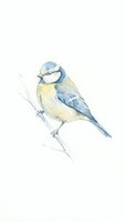 Watercolor blue tit bird perched on branch with soft yellow and blue plumage on white background for nature illustration and wildlife art projects.