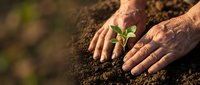 Elderly hands gently protecting young green seedling sprouting from rich dark soil, symbolizing growth, care, nurturing and environmental conservation.