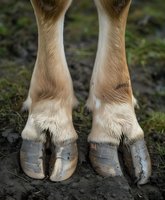 Close-up view of beige horse hooves with muddy feet standing on dark soil, showing natural texture of fur and cracked hooves in outdoor environment.
