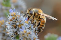 Honey bee collecting pollen from blue flower, macro nature photography for beekeeping, agriculture, and pollination educational content.