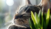 Peaceful gray tabby cat napping next to green houseplant in soft window light, whiskers and fur detail visible in dreamy morning atmosphere.
