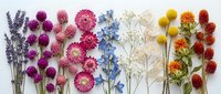 Colorful dried flowers arranged in rows on white background. Natural botanical specimens including lavender, globe amaranth, delphinium and marigolds for crafts.