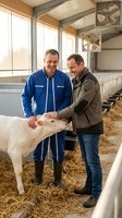 Two middle-aged Caucasian farmers examining white calf in modern dairy barn with straw bedding and ventilation fans for livestock agriculture business.