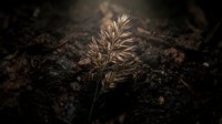 Young pine seedling emerging from dark forest soil with delicate needles catching soft natural light symbolizing new life growth and environmental renewal.
