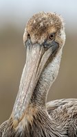 Close-up portrait of brown pelican with detailed feather texture and long beak against blurred natural background for wildlife photography projects.