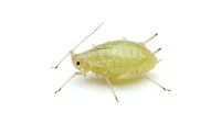 Pale yellow aphid insect isolated on white background, suitable for educational materials, pest control guides, and agricultural design projects.