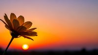 Single daisy flower silhouette against vibrant orange sunset sky with warm golden light creating peaceful nature scene for meditation and wellness content.