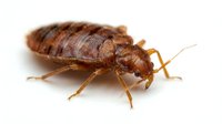 Reddish-brown bed bug isolated on white background, showing detailed segmented body and legs, suitable for pest control, educational, and medical materials.