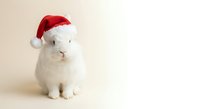 Adorable white rabbit wearing red Santa hat sitting on neutral background for Christmas holiday greeting cards and seasonal marketing materials.