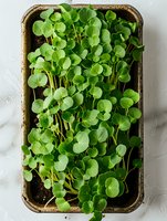 Fresh microgreens growing in cultivation tray with soil, bright green round leaves of young plants sprouting, overhead view of organic garden produce.