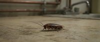 Brown cockroach insect crawling on kitchen floor near sink and pipes for pest control and hygiene concepts in residential home interior.