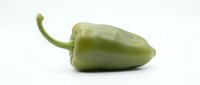 Green bell pepper isolated on white background, ready for culinary, food packaging, and recipe design projects.