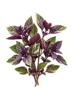 Isolated ornamental basil plant with deep purple and green variegated foliage and small flowers, ready for design, botanical illustration, culinary graphics, and packaging.