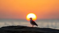 Seagull silhouette perched on rocky shore during golden sunset over ocean horizon with warm orange and pink sky colors creating peaceful coastal scene.