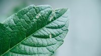 Macro shot of green leaf with detailed vein structure and texture, suitable for nature, botanical, and environmental design projects.