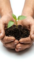 Cupped hands holding a young green seedling with soil, symbolizing growth, sustainability, and environmental care.
