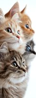 Close-up portrait of three adorable cats with different fur colors - ginger, cream and grey, looking up with bright eyes against white background. Perfect for pet care.