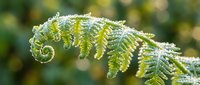 Young fern frond unfurling with frost crystals, showcasing delicate green foliage and natural winter details for botanical and nature designs.