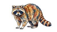 Raccoon with distinctive black mask and striped tail, rendered in warm brown and orange tones. Isolated on white background, ready for design projects, educational materials, and wildlife illustrations.