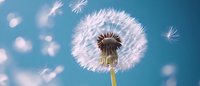 Delicate dandelion seeds floating in breeze against turquoise sky background, macro close-up view showing intricate details of fluffy seedhead and flying seeds.