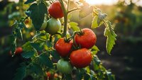 Fresh ripe red tomatoes growing on vine in organic garden with green leaves and warm sunlight for healthy cooking and farm-to-table cuisine.