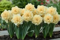 Cream colored double daffodils blooming in spring garden bed with green foliage and blurred background for seasonal landscaping and gardening projects.