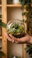 Hand holding spherical glass terrarium with succulent plants and soil, featuring zebra plant and echeveria varieties in minimalist wooden shelf setting for home decor and gardening.