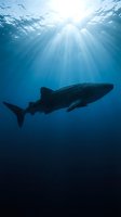 Whale shark swimming in deep blue ocean waters with sunlight rays penetrating from surface creating dramatic underwater scene for marine wildlife content.