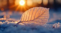 Delicate fallen leaf covered in frost crystals on snow at sunset, with golden sunlight and bokeh background creating magical winter atmosphere and natural light effects.