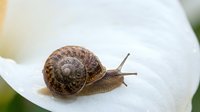 Garden snail crawling on white calla lily petal with spiral shell pattern, showcasing nature's delicate balance and organic textures in soft natural lighting.