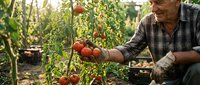 Senior Caucasian male farmer harvesting fresh red tomatoes in organic vegetable garden during golden hour sunlight for healthy food production and agriculture.