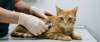 Veterinarian examining orange tabby cat with stethoscope during routine health checkup at animal clinic for pet care and medical treatment.