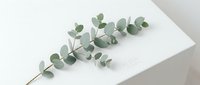 Eucalyptus branch with round silvery-green leaves arranged on white surface, isolated botanical element suitable for wedding designs, home decor, and creative projects.