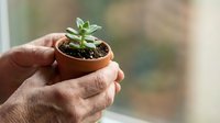 Elderly hands gently holding small terracotta pot with green succulent plant seedling, symbolizing care, growth and nurturing in gardening hobby.