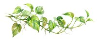 Watercolor illustration of hop plant branches with green leaves and catkins, isolated on white background, suitable for brewing, beer label design, and botanical artwork.