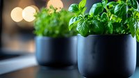 Fresh basil herbs growing in modern black ceramic pots against blurred bokeh lights, creating contemporary minimalist home garden atmosphere.