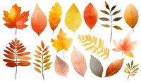 Collection of colorful autumn leaves in various shapes and sizes, featuring maple, oak, and other seasonal foliage in orange, yellow, and red hues.